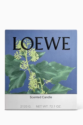 Large Ivy Candle, 2120g